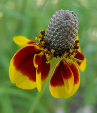 Ratibida Columnifera Flower seeds for Planting Garden Favorite Heirloom & GMO Free Seeds for Home Garden