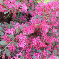 Fringed Flower seeds for Planting Sun Loving Heirloom & GMO Free Seeds for Home Garden