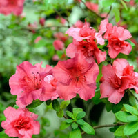 Red Azaleas Flower seeds for Planting - Cut Flower Favorite, Heirloom & GMO Free Seeds for Home Garden