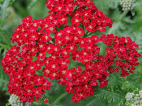 Non-GMO Red Achillea seeds