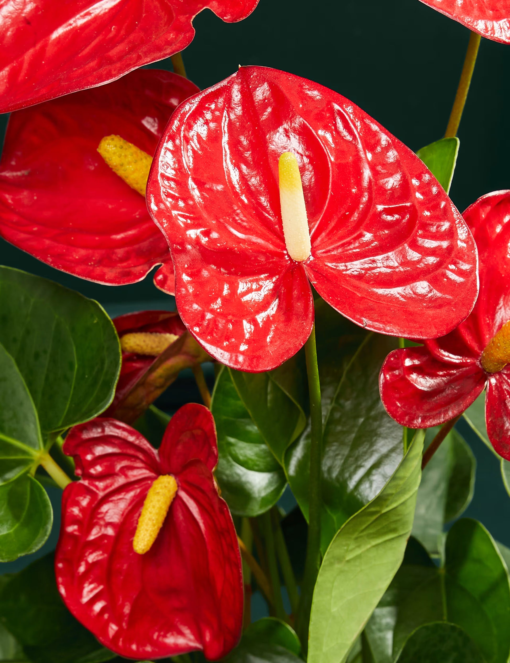 Red Anthurium Flower seeds for Planting - Vibrant Colors, Heirloom & GMO Free Seeds for Home Garden