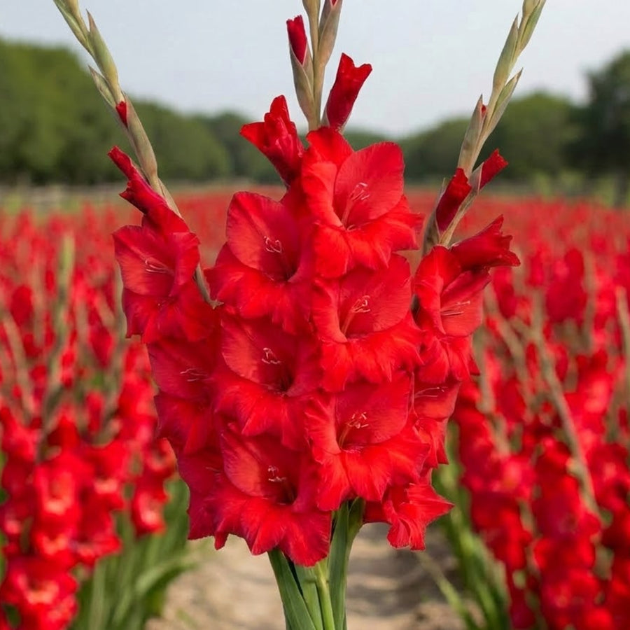 Gladiolus Flower seeds for Planting Cut Flower Favorite Heirloom & GMO Free Seeds for Home Garden