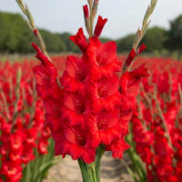 Gladiolus Flower seeds for Planting Cut Flower Favorite Heirloom & GMO Free Seeds for Home Garden