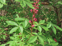 Aesculus Pavia Flower seeds for Planting - Compact Growth, Heirloom & GMO Free Seeds for Home Garden