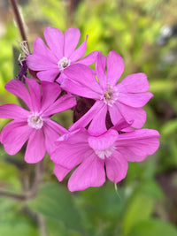 Pink Campion Flower seeds for Planting Perfect for Borders Heirloom & GMO Free Seeds for Home Garden 
 
 Sale