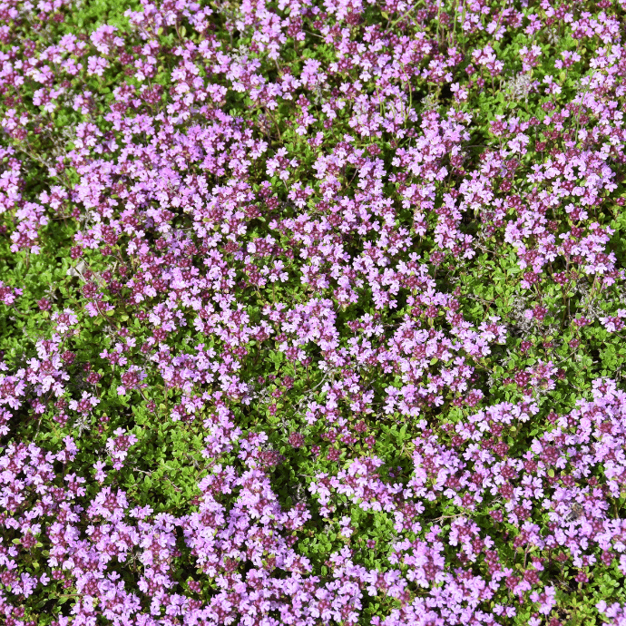 Creeping Thyme Thymus serpyllum Seeds for Planting in Herb Garden & Ground Cover