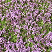 Creeping Thyme Thymus serpyllum Seeds for Planting in Herb Garden & Ground Cover