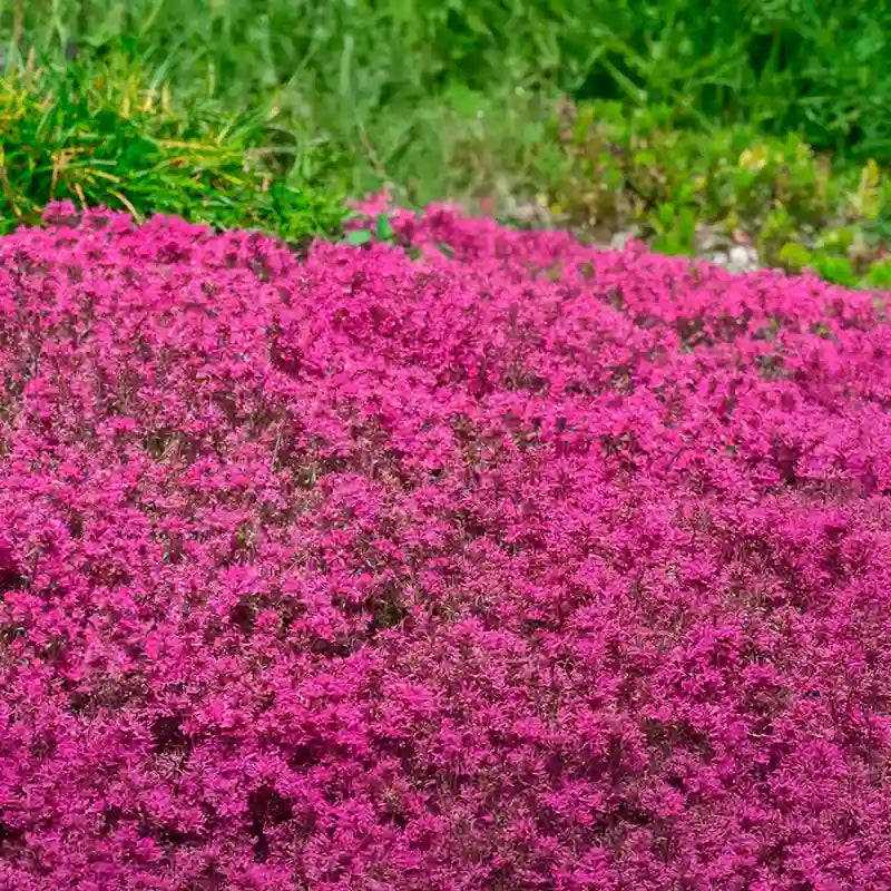 Red Creeping Flower seeds for Planting - Pollinator Friendly, Heirloom & GMO Free Seeds for Home Garden