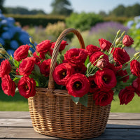 Deep Red Eustoma (Lisianthus) Flower seeds for Planting Perfect for Borders Heirloom & GMO Free Seeds for Home Garden