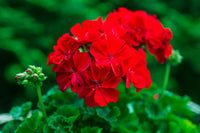 Light Red Geranium Flower Seeds for Planting | Annual Seeds for Vibrant Gardens