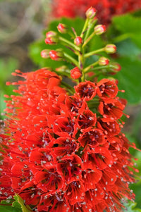 Ornamental Red Greyia Sutherlandii flowering tree
