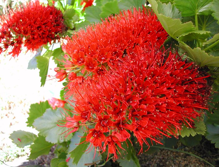 Red Greyia Sutherlandii flower seeds for planting