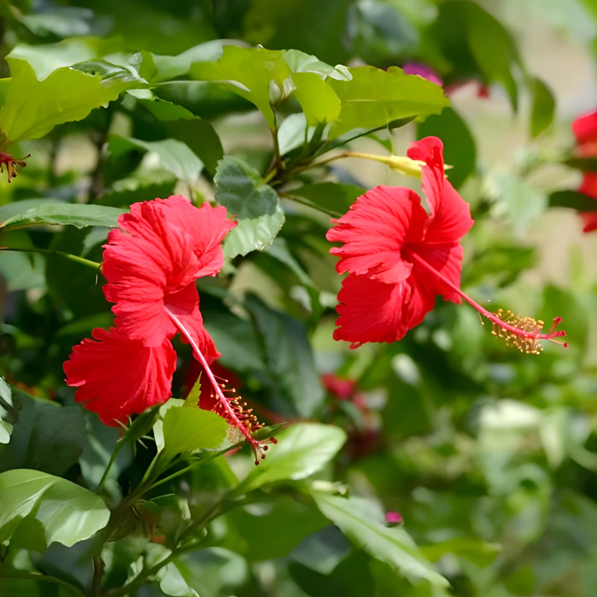 Red Hibiscus plant growing in pot