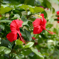 Red Hibiscus plant growing in pot