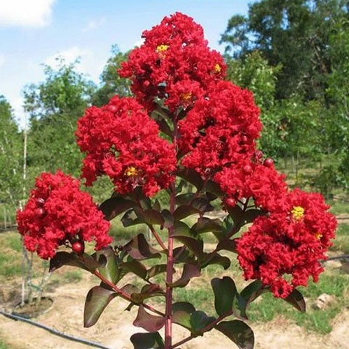 Crepe Myrtle Flower seeds for Planting Seasonal Bloomer Heirloom & GMO Free Seeds for Home Garden