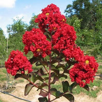 Crepe Myrtle Flower seeds for Planting Seasonal Bloomer Heirloom & GMO Free Seeds for Home Garden
