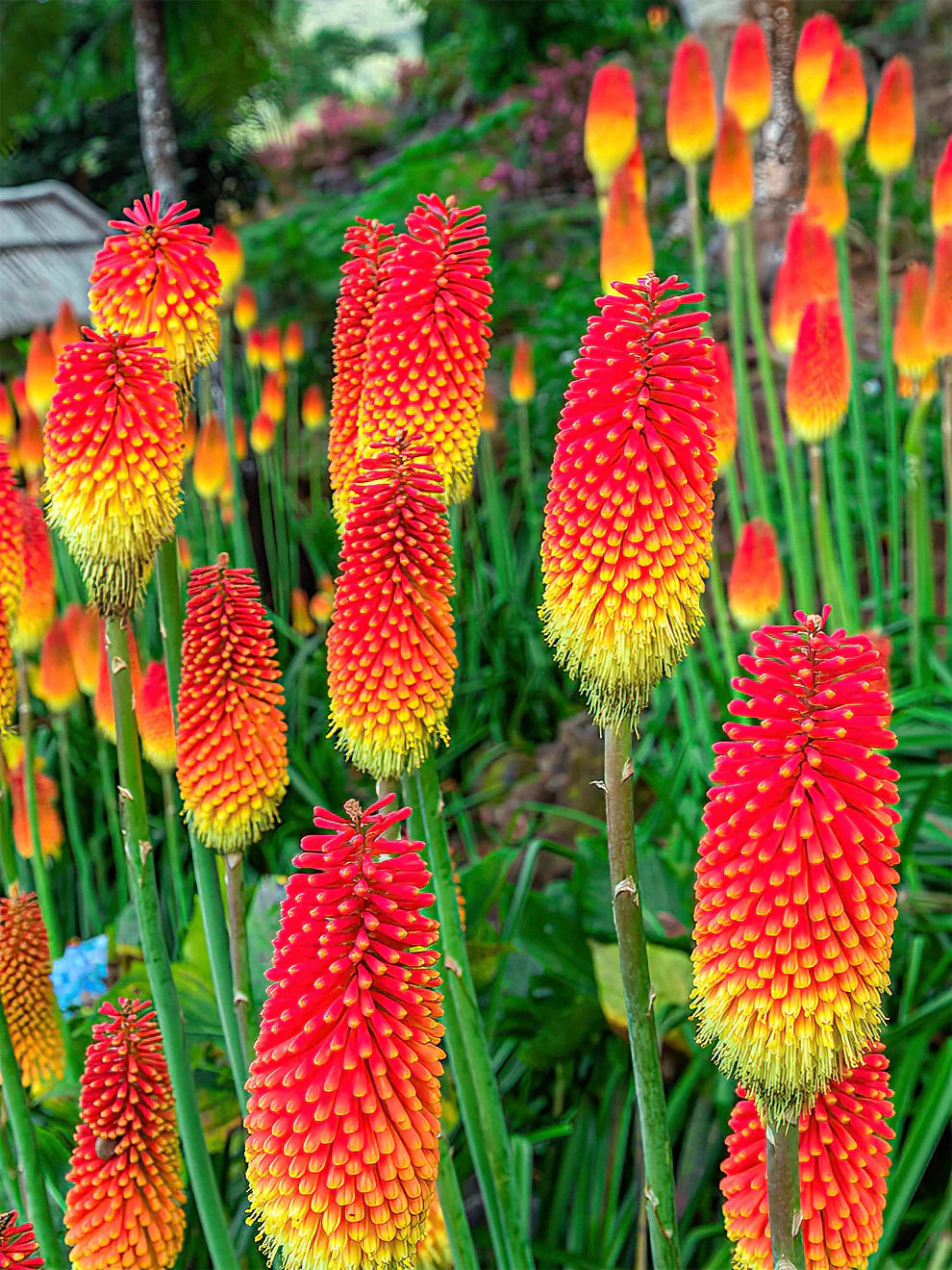 Ornamental Red Hot Poker plant