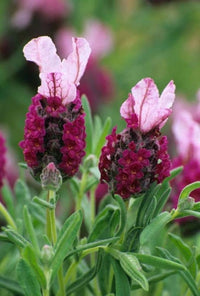 Red Lavender flowers blooming in garden
