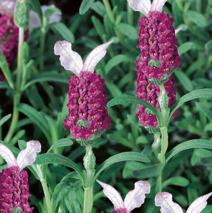 Non-GMO Red Lavender seeds
