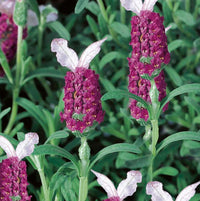 Non-GMO Red Lavender seeds