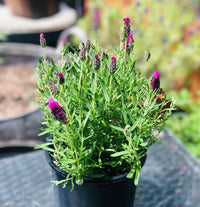Potted Red Lavender plant