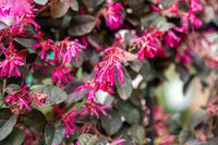 High germination Loropetalum seeds