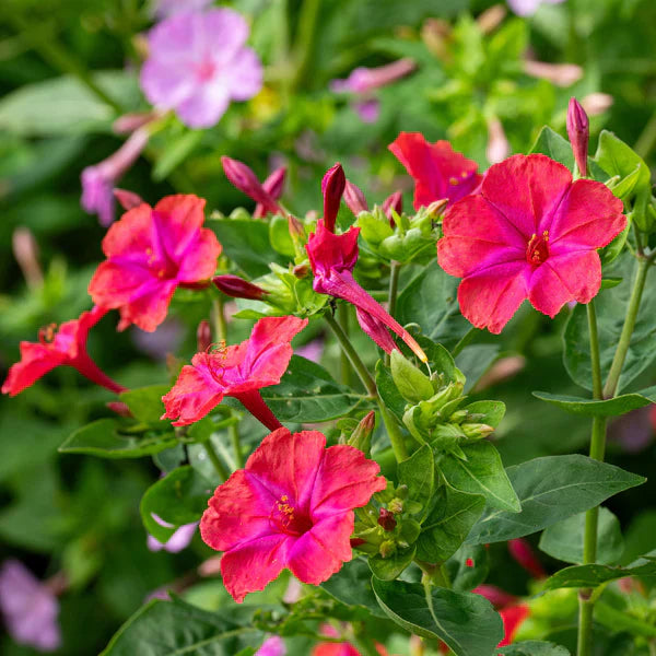 Red Mirabilis Scarlet flower seeds for planting