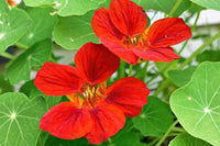Red Nasturtium Flower seeds for Planting - Wildflower Mix, Heirloom & GMO Free Seeds for Home Garden
