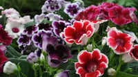 Multi Gloxinia Flower Seeds Flower seeds for Planting Premium Quality Heirloom & GMO Free Seeds for Home Garden