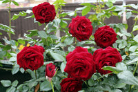 Rose Flower seeds for Planting Low Maintenance Heirloom & GMO Free Seeds for Home Garden