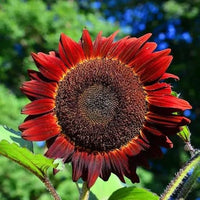 Non GMO Red Sunflower flower seeds