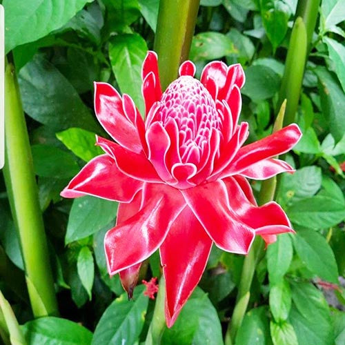 Pink Torch Ginger Flower seeds for Planting - Colorful Display, Heirloom & GMO Free Seeds for Home Garden