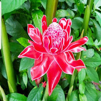 Iridescent Red Torch Ginger Flower Seeds for Easy Planting