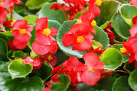 Ambassador Begonia Flower seeds for Planting Fragrant Blossoms Heirloom & GMO Free Seeds for Home Garden