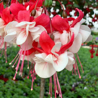 Red and White Fuchsias Seeds for Planting