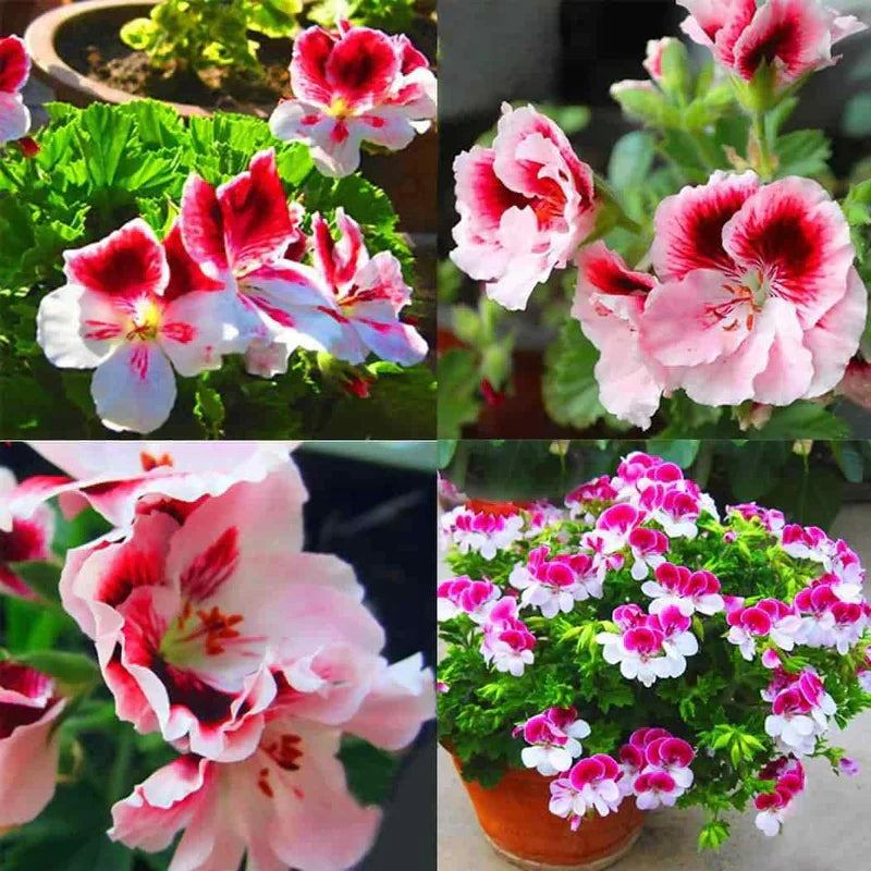 High germination Pelargonium seeds