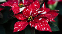 Red White Poinsettia Flower seeds for Planting Low Maintenance Heirloom & GMO Free Seeds for Home Garden 
 
 Sale