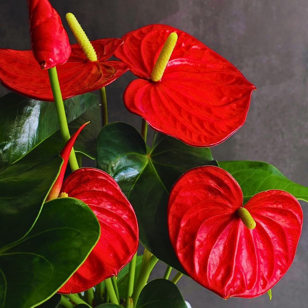 Anthurium flower seeds - Flower seeds for Planting - Easy to Grow, Heirloom & GMO Free Seeds for Home Garden