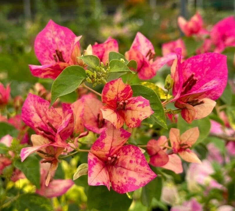 Maroon Bougainvillea Flower seeds for Planting Perfect for Borders Heirloom & GMO Free Seeds for Home Garden 
 
 Sale