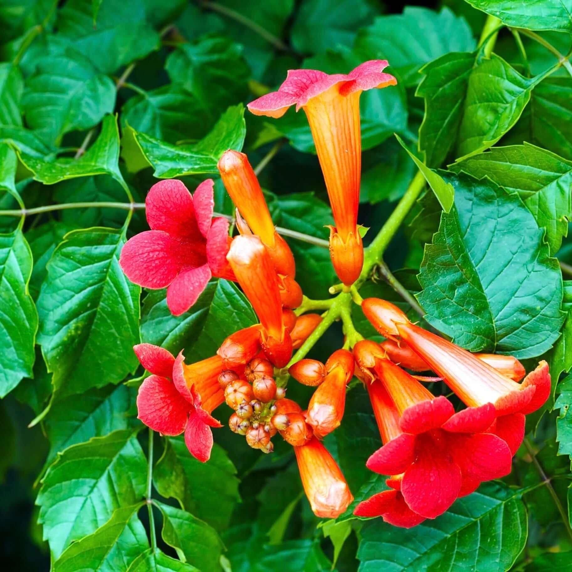 Trompetan Flower Seeds for Easy Planting