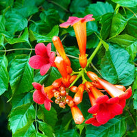 Trompetan Flower Seeds for Easy Planting