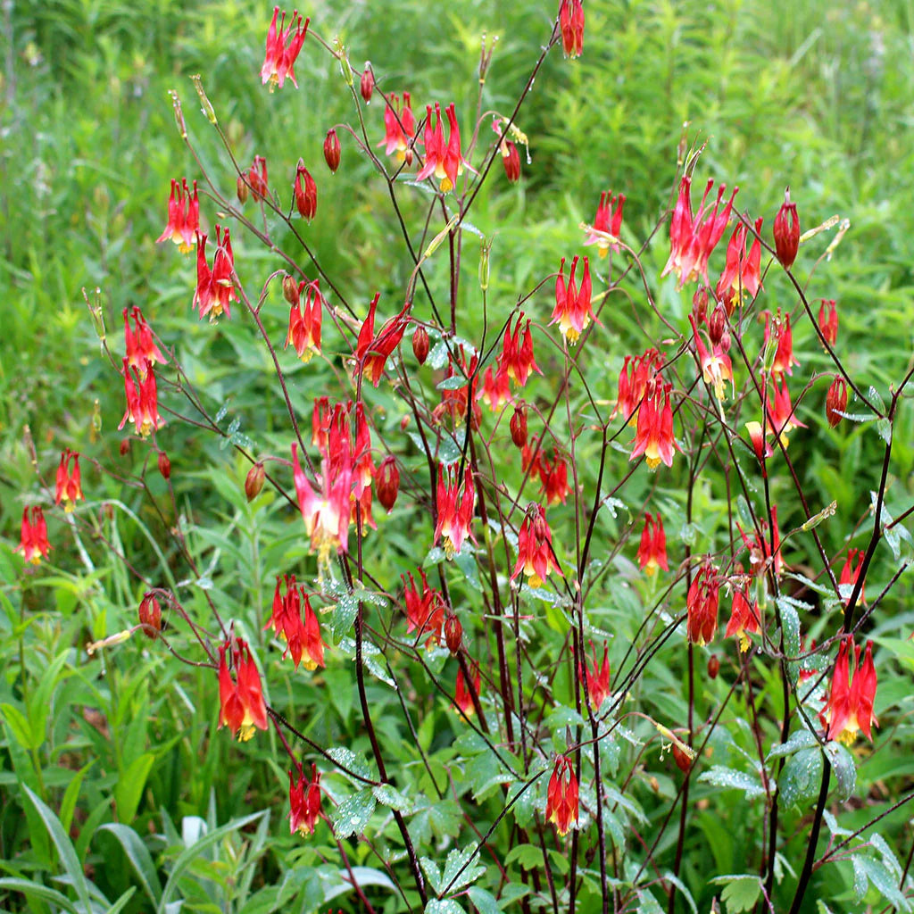 Red Aquilegia Canadensis Flower seeds for Planting - Perfect for Borders, Heirloom & GMO Free Seeds for Home Garden