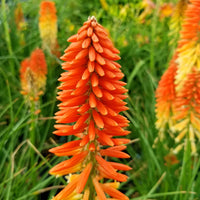 Heirloom Poker Flower seeds for Planting Pollinator Friendly Heirloom & GMO Free Seeds for Home Garden