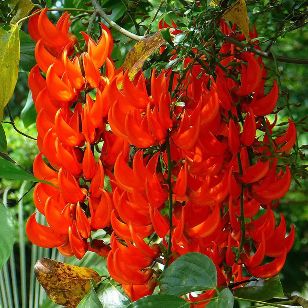 Light Orange Strongylodon Macrobotrys Seeds for Planting Sun Loving Heirloom & GMO Free Seeds for Home Garden
 
 Sale
