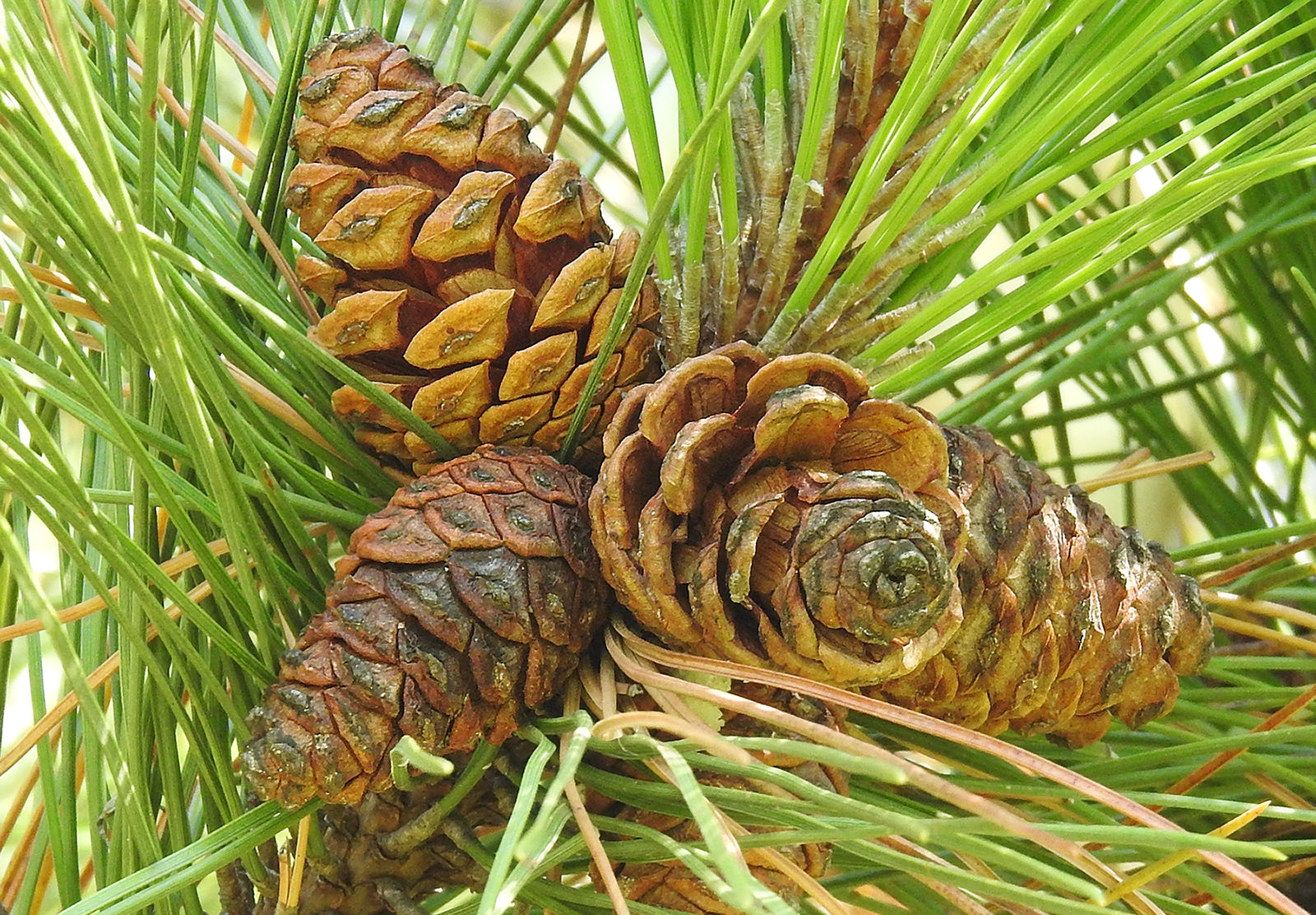 Brown Resinosa Tree Seeds for Planting