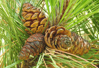 Brown Resinosa Tree Seeds for Planting