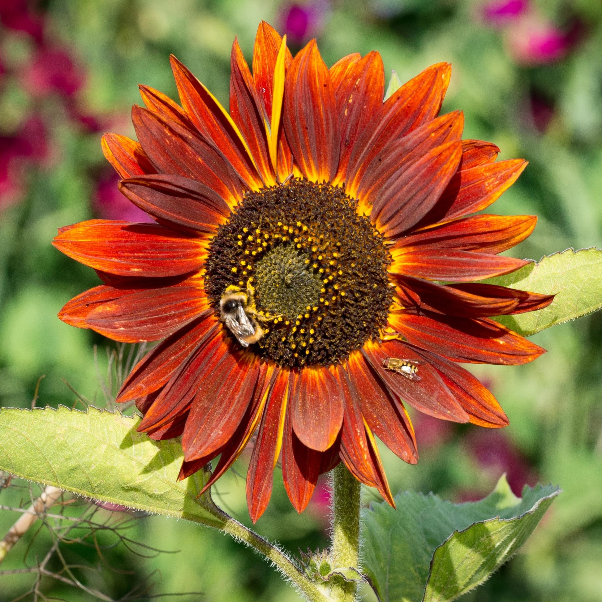 Orange Red SunFlower seeds for Planting - Fragrant Blossoms, Heirloom & GMO Free Seeds for Home Garden