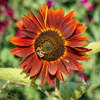Orange Red SunFlower seeds for Planting - Fragrant Blossoms, Heirloom & GMO Free Seeds for Home Garden