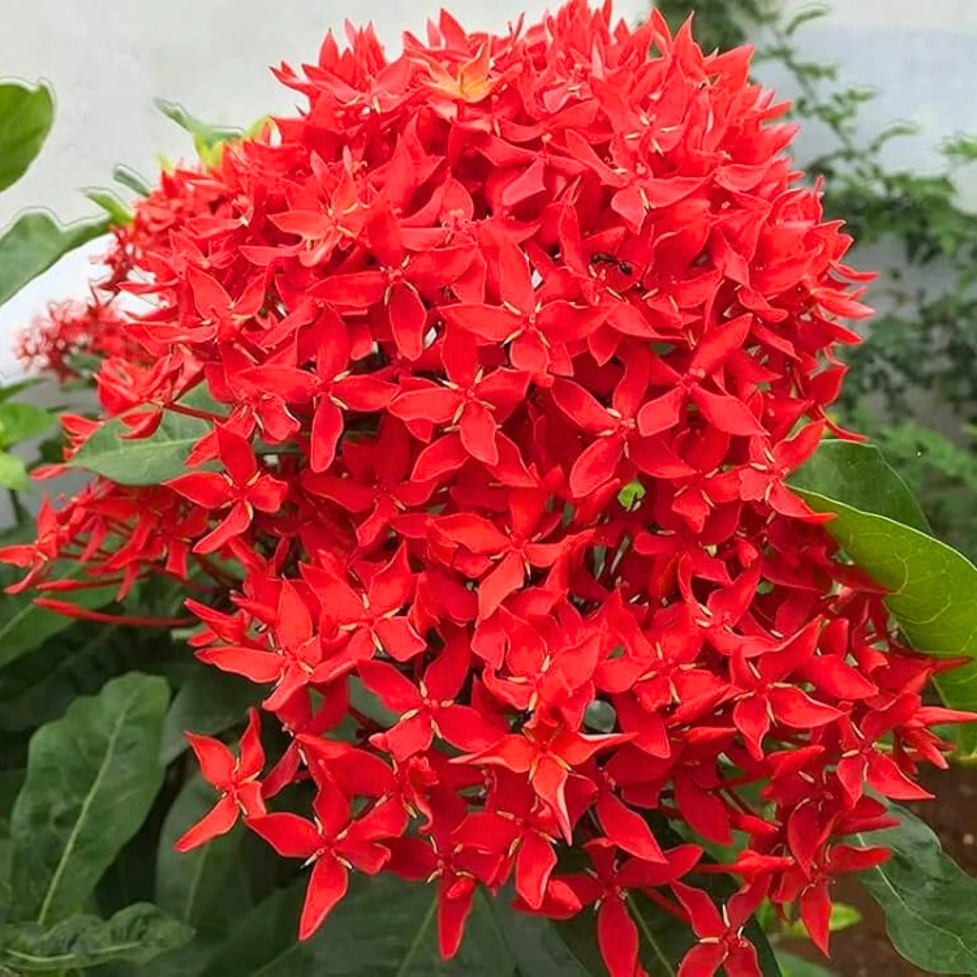 Coccinea Flower seeds for Planting - Low Maintenance, Heirloom & GMO Free Seeds for Home Garden