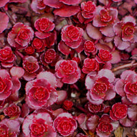Sedum Carpet Flower seeds for Planting Easy to Grow Heirloom & GMO Free Seeds for Home Garden